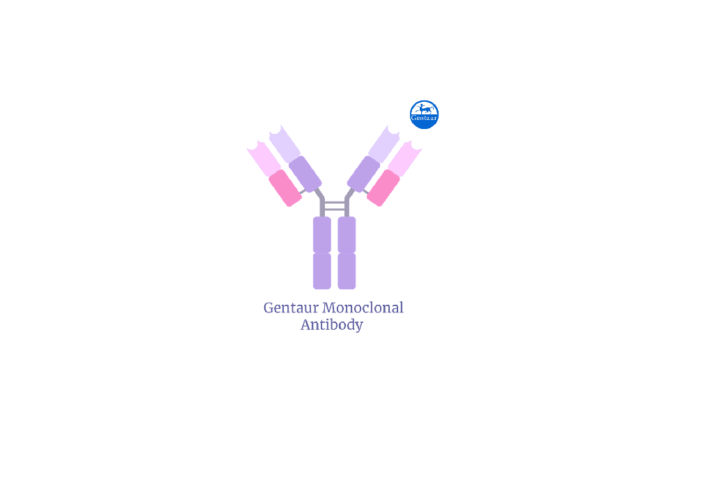 [FM-UM800139] Gentaur MSR1 mouse monoclonal antibody 